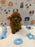 BUDDY (AKC Toy Poodle)