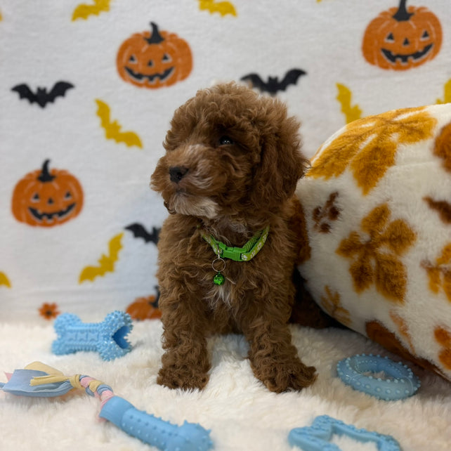 BAXTER (AKC Mini Poodle)