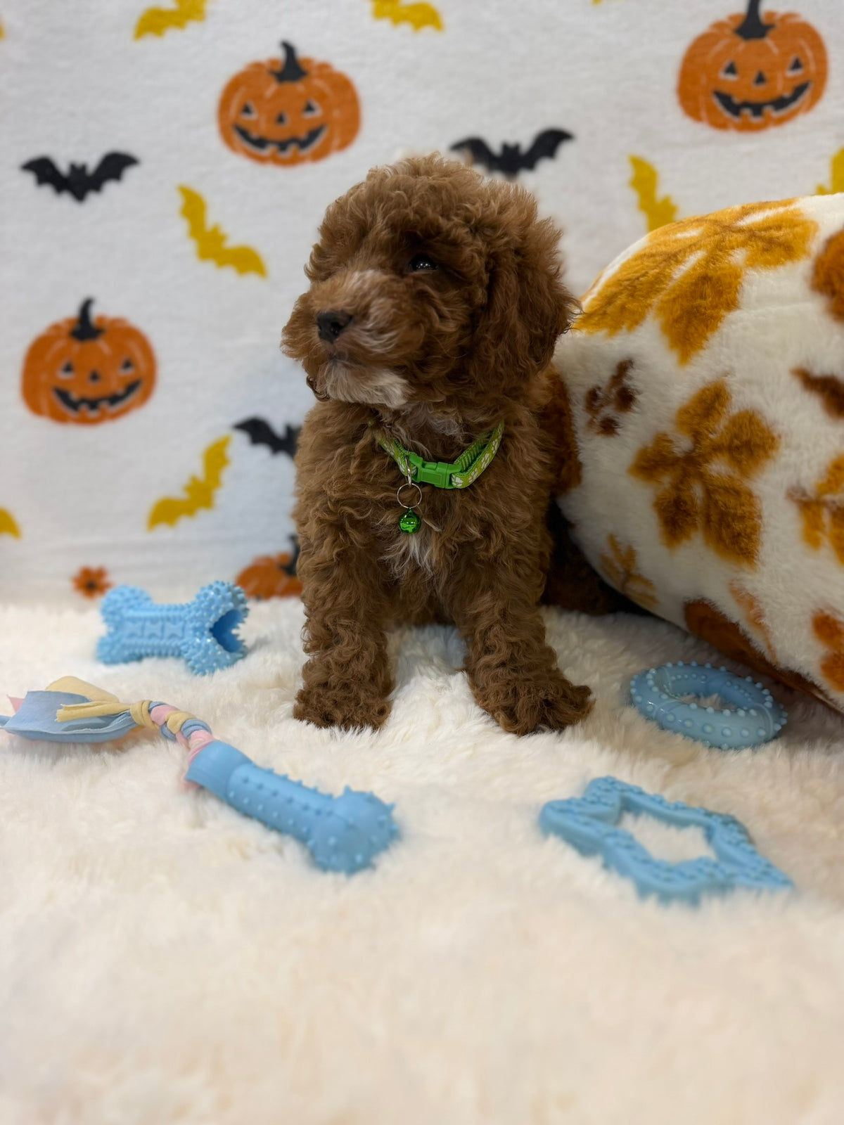 BAXTER (AKC Mini Poodle)