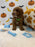 BAXTER (AKC Mini Poodle)