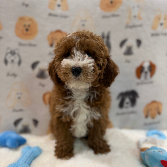 TONY (AKC Mini Poodle)
