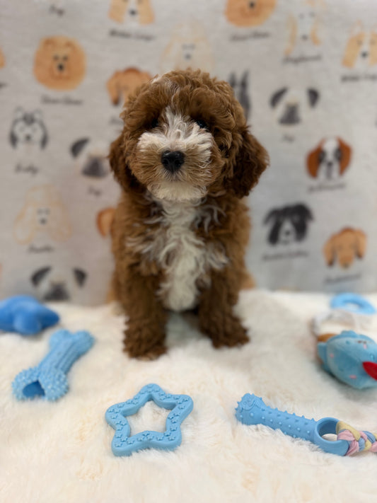 TONY (AKC Mini Poodle)