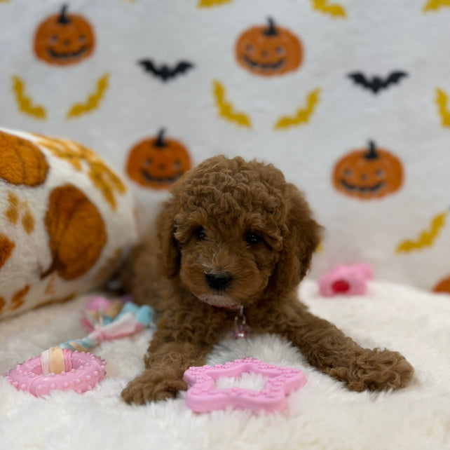 BRITNEY (AKC Mini Poodle)