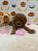 BRITNEY (AKC Mini Poodle)