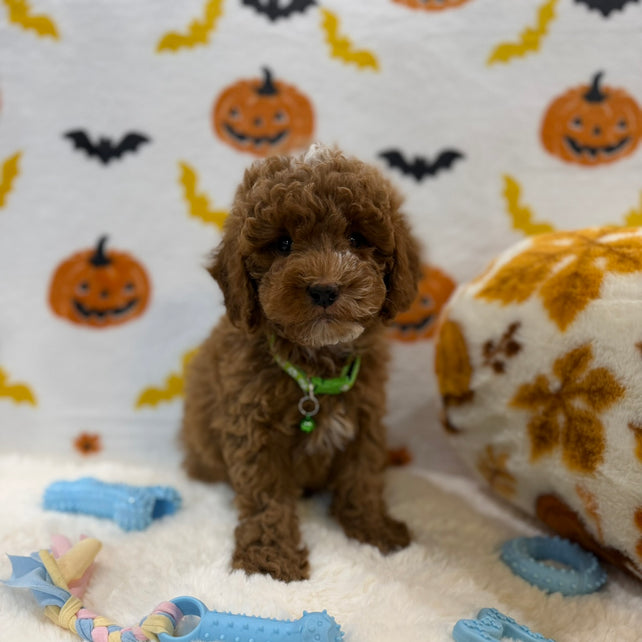 BAXTER (AKC Mini Poodle)