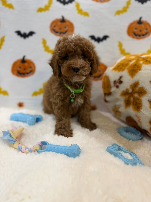 BAXTER (AKC Mini Poodle)