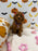 REYNA (ACA Mini Poodle)