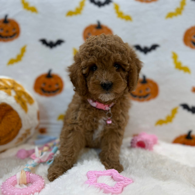 BRITNEY (AKC Mini Poodle)