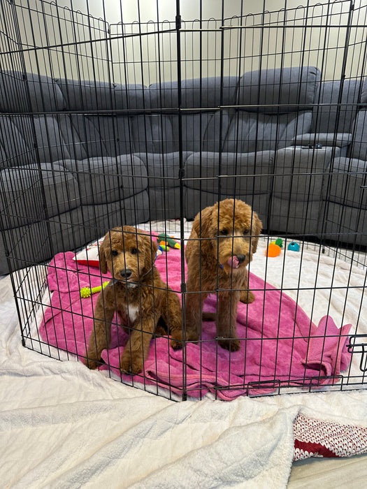 Bruno (Mini-Goldendoodle F1B)