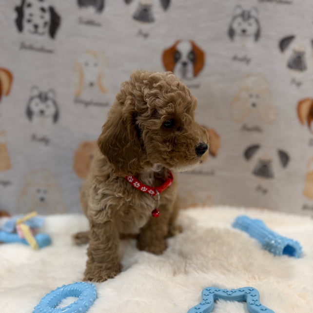 ANDY (Mini Poodle)