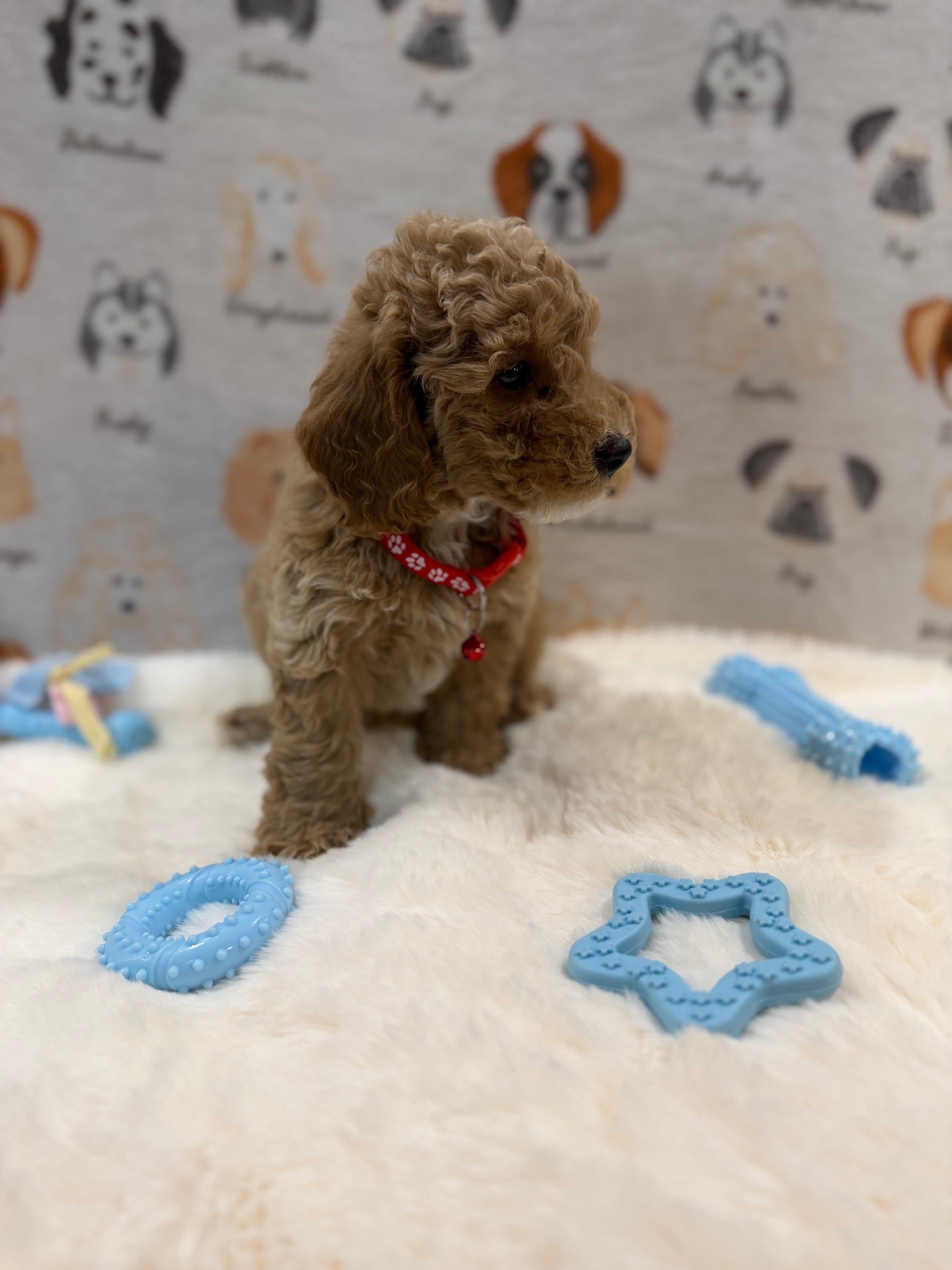 ANDY (Mini Poodle)