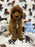 Angel (Miniature Poodle)
