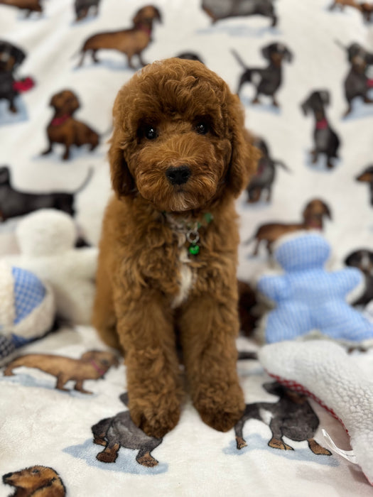 Angel (Miniature Poodle)