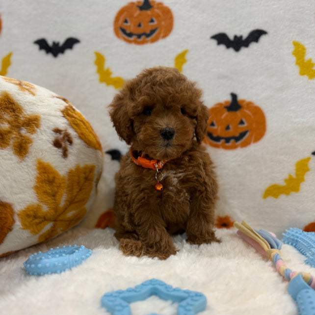 BENTLEY (AKC Toy Poodle)