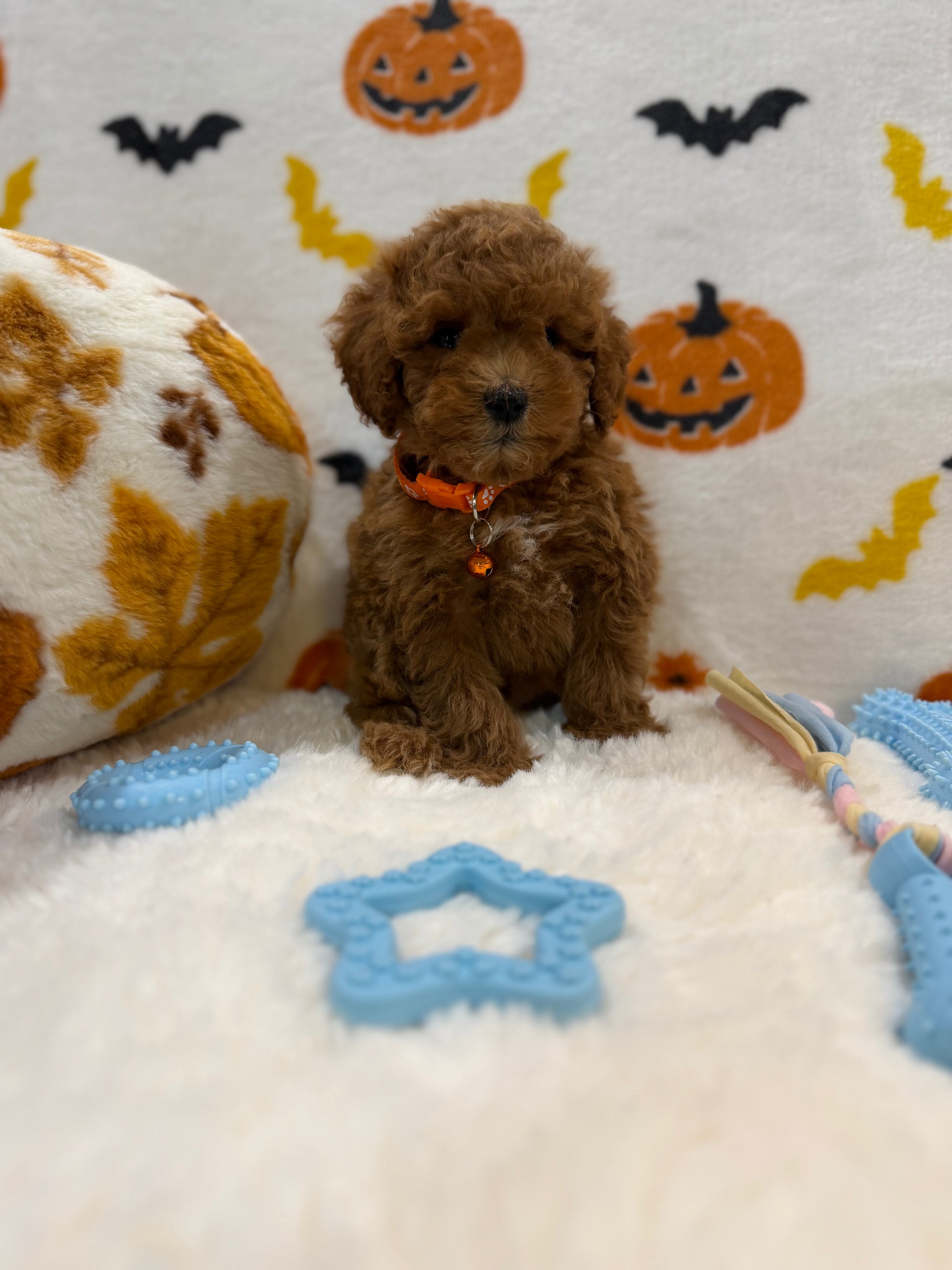BENTLEY (AKC Toy Poodle)