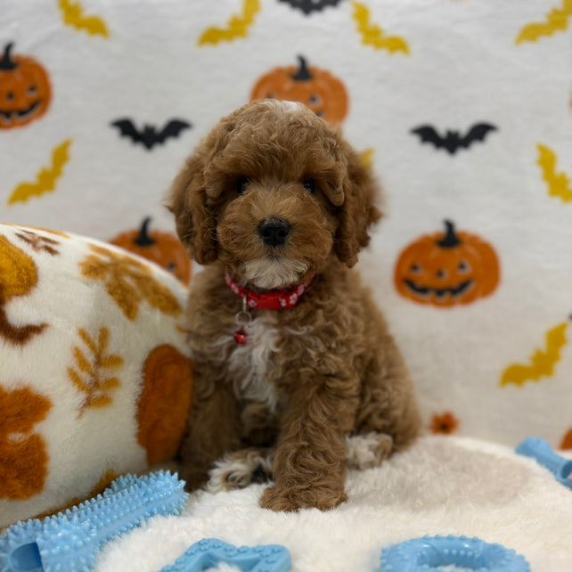 BRIAN (AKC Mini Poodle)