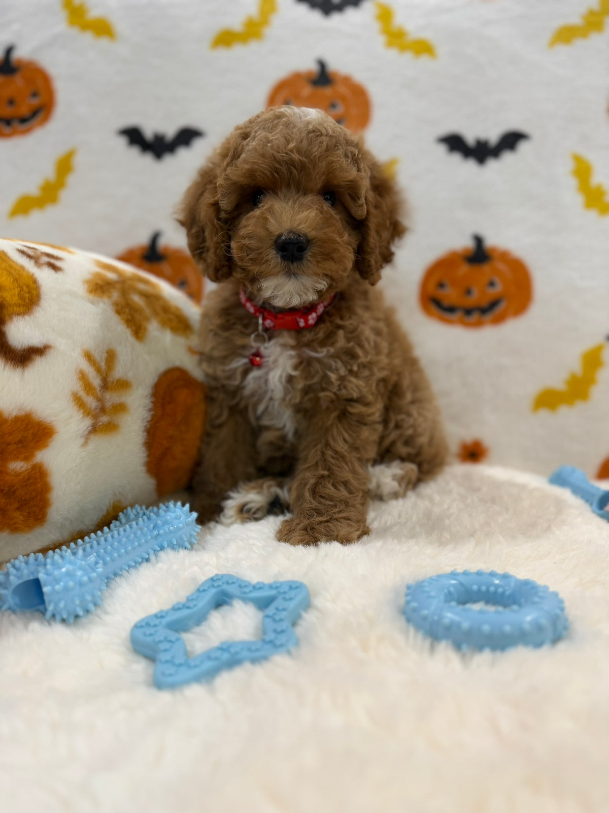 BRIAN (AKC Mini Poodle)