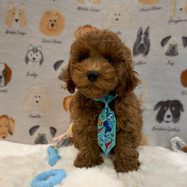 TOBY (AKC Mini Poodle)