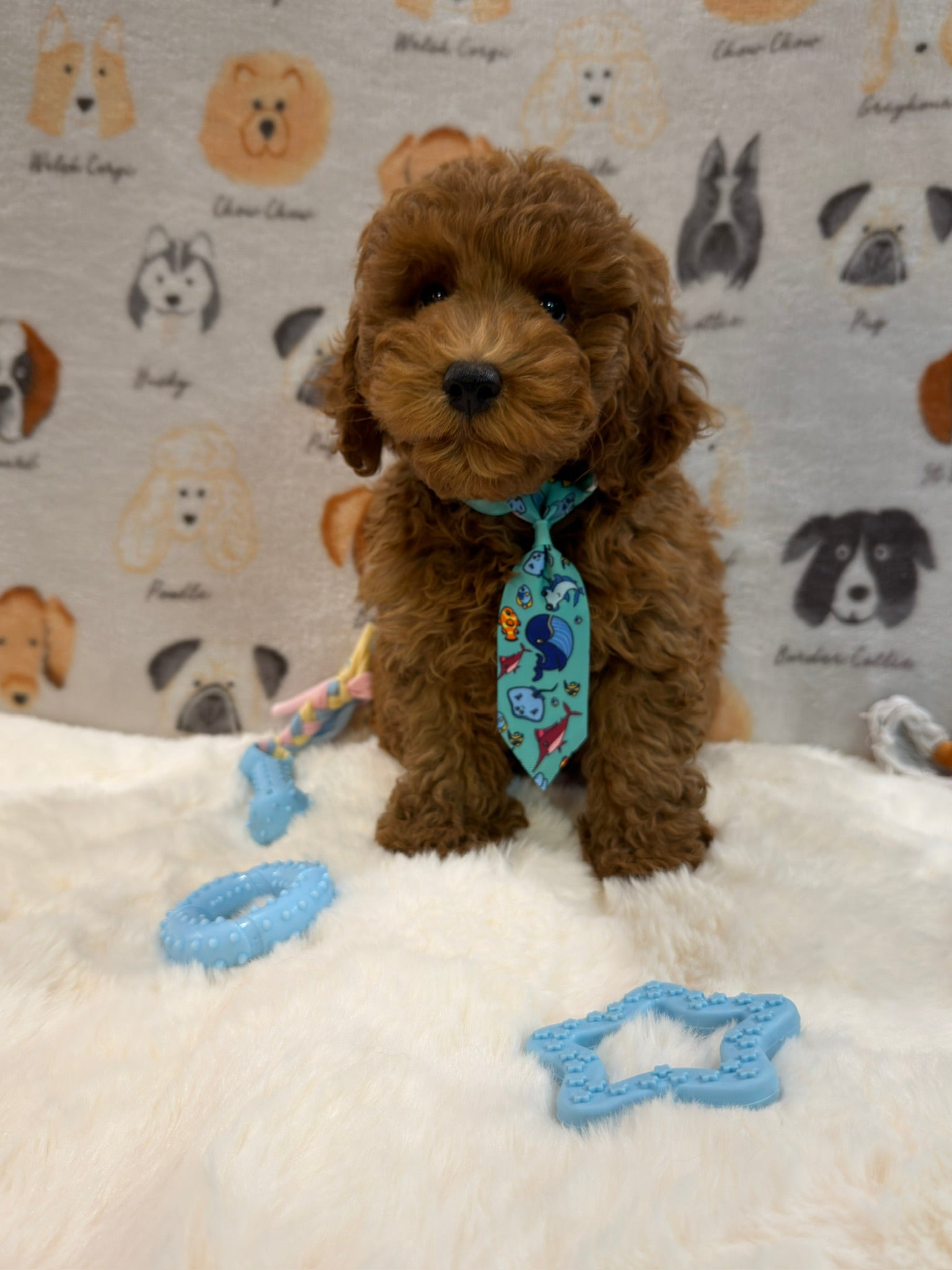 TOBY (AKC Mini Poodle)