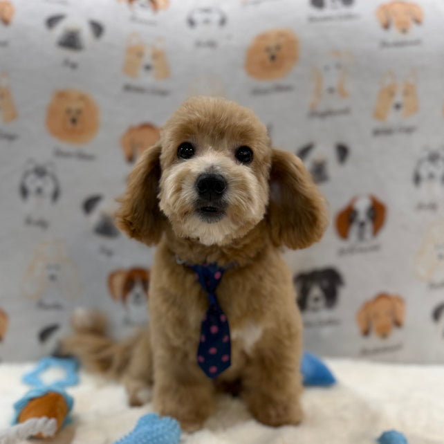 MILO (Bichon-Poodle)