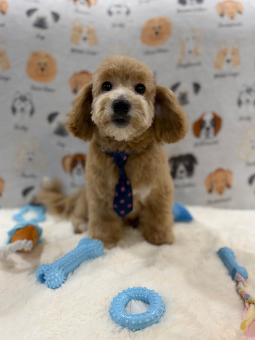 MILO (Bichon-Poodle)