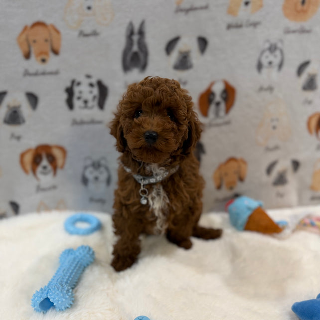TITO (Red AKC Toy Poodle)