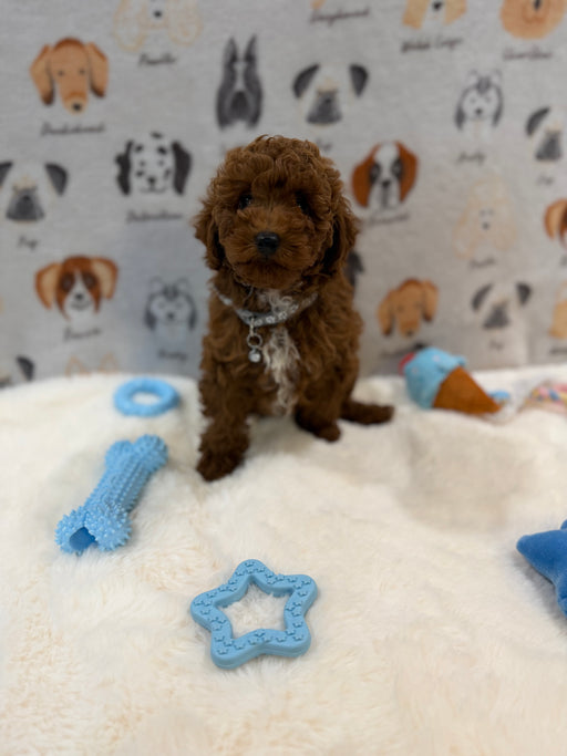 TITO (Red AKC Toy Poodle)