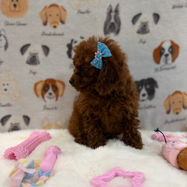 JESSY (Red AKC Toy Poodle)