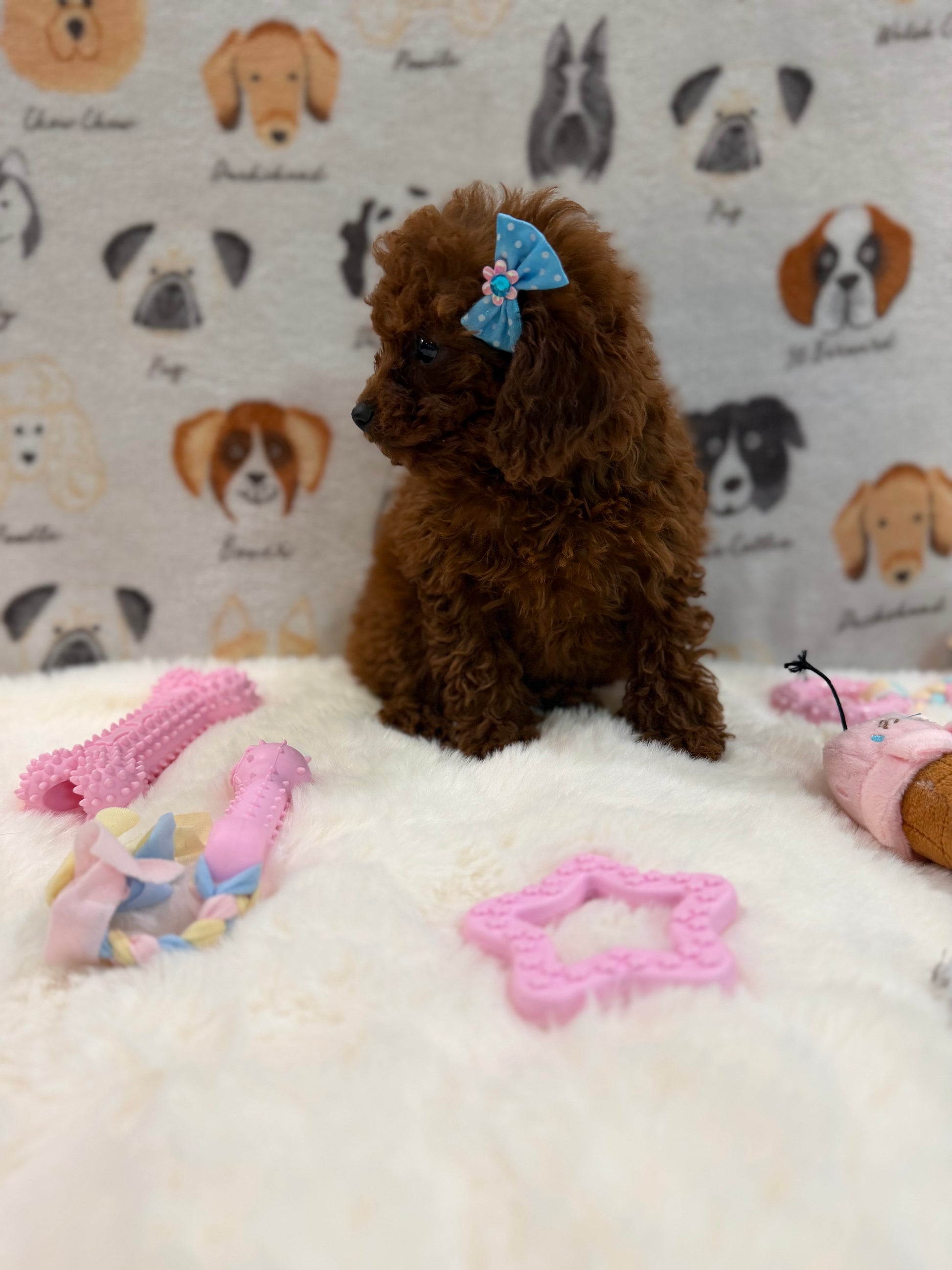 JESSY (Red AKC Toy Poodle)