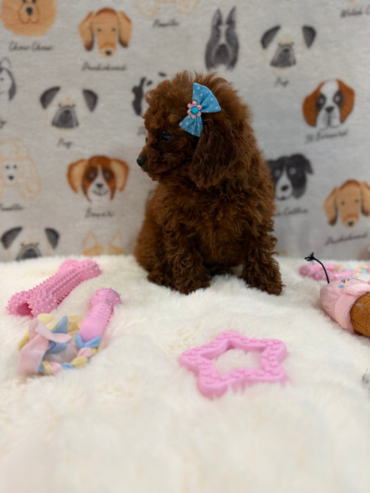 JESSY (Red AKC Toy Poodle)