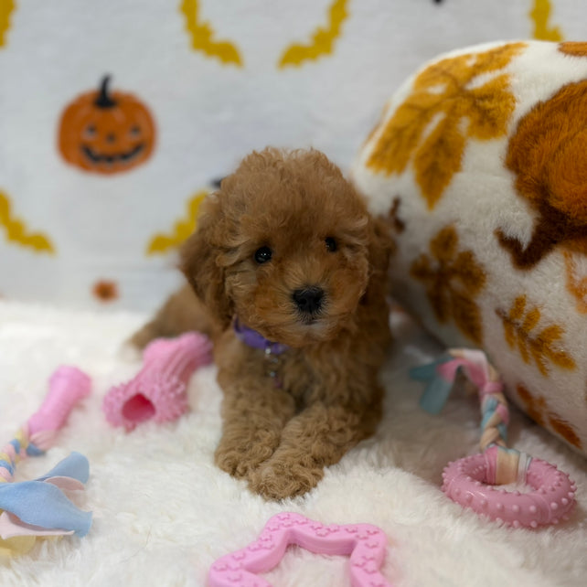BAILEY (AKC Toy Poodle)