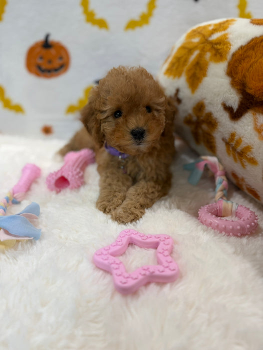 BAILEY (AKC Toy Poodle)