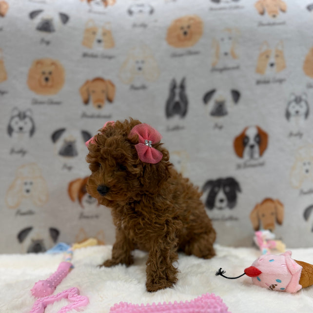 TINA (Red AKC Toy Poodle)