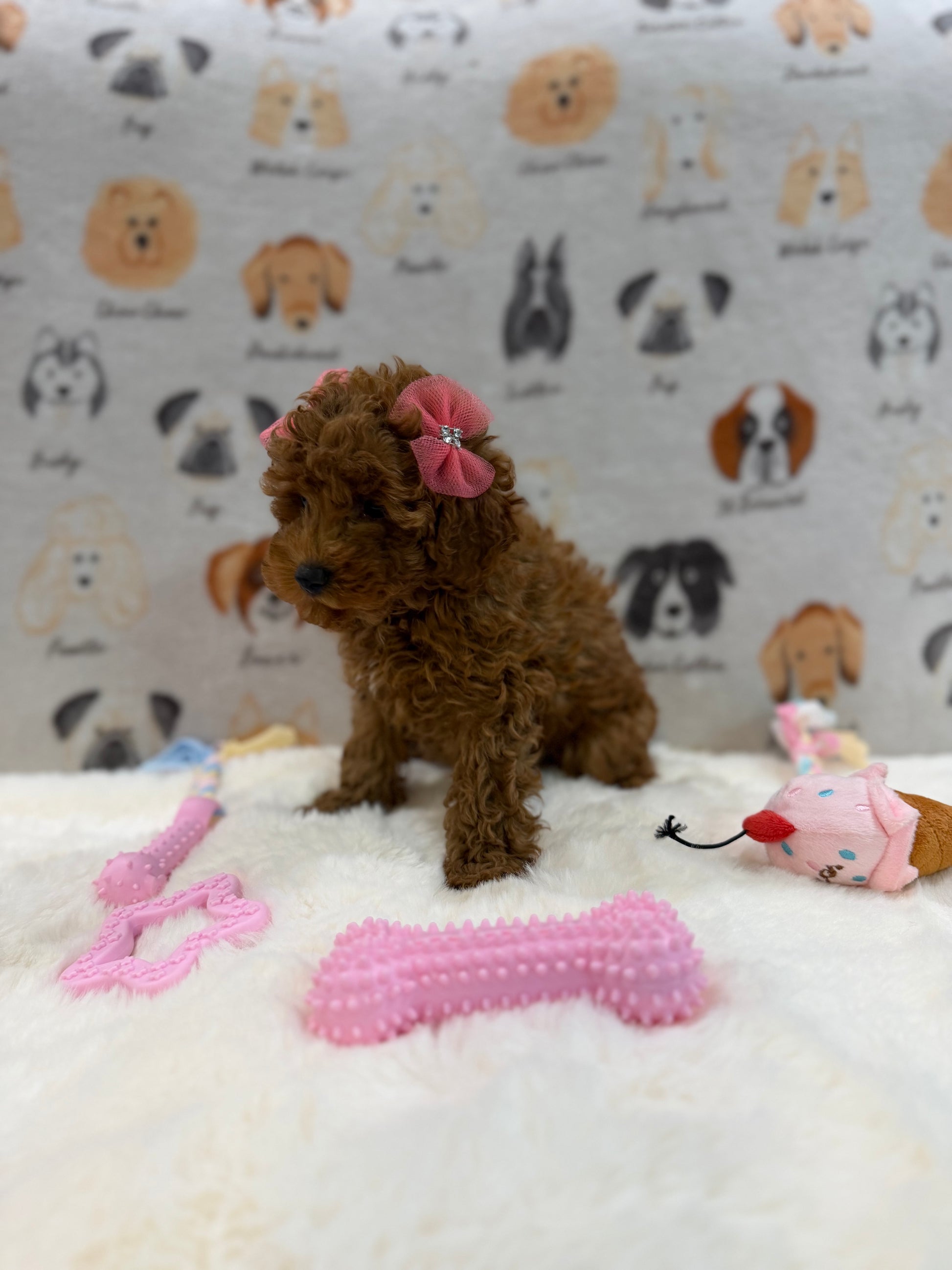 TINA (Red AKC Toy Poodle)