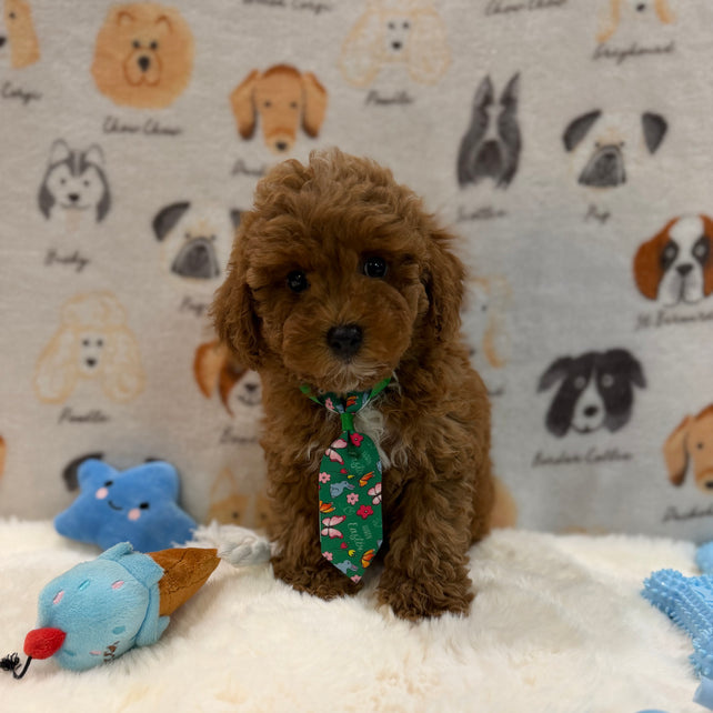 BEAR (AKC Mini Poodle)