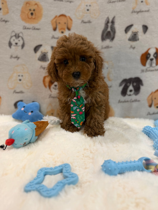 BEAR (AKC Mini Poodle)