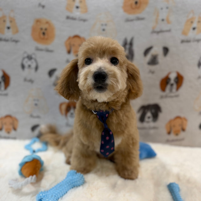 MILO (Bichon-Poodle)