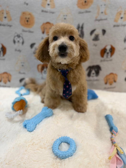 MILO (Bichon-Poodle)