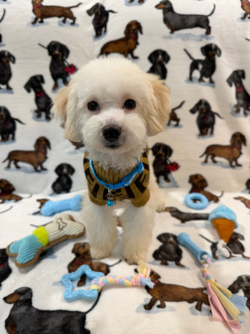RONNY (Bichon Poodle)