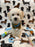 RONNY (Bichon Poodle)
