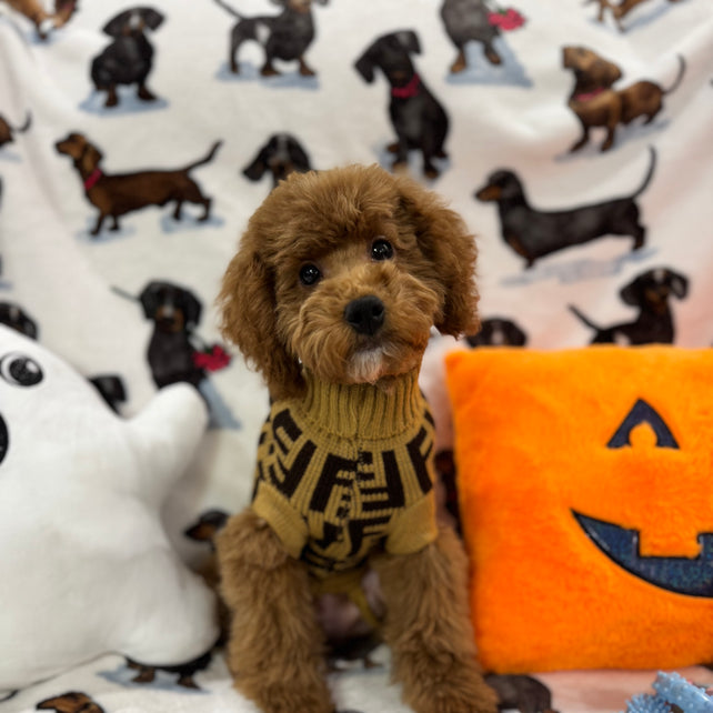 TANGO (Toy Poodle)