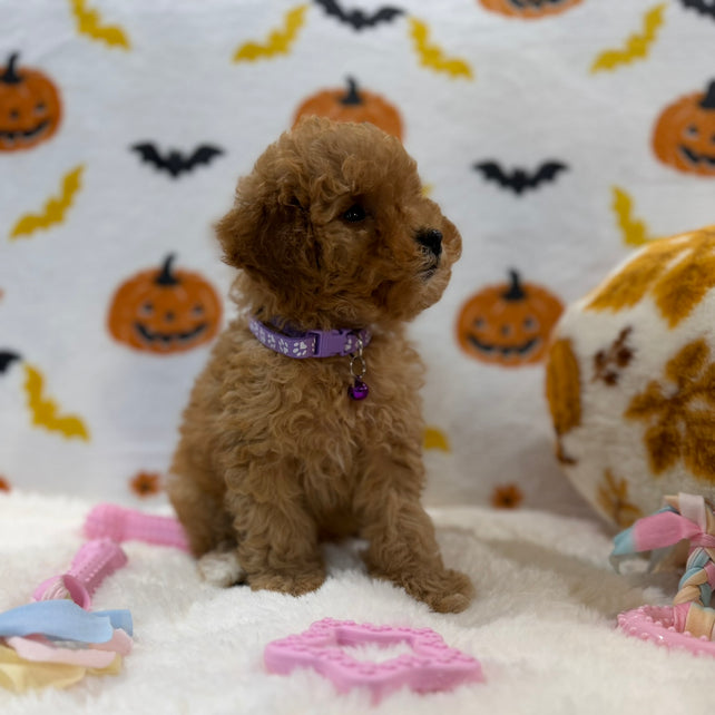 BAILEY (AKC Toy Poodle)