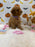 BAILEY (AKC Toy Poodle)