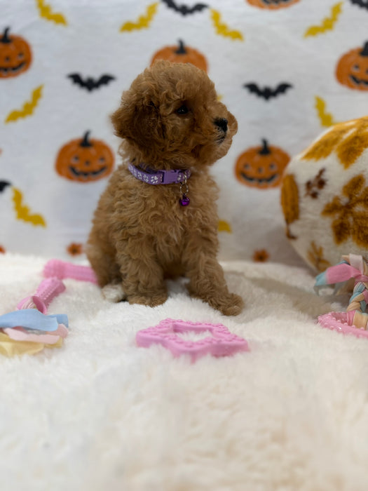 BAILEY (AKC Toy Poodle)