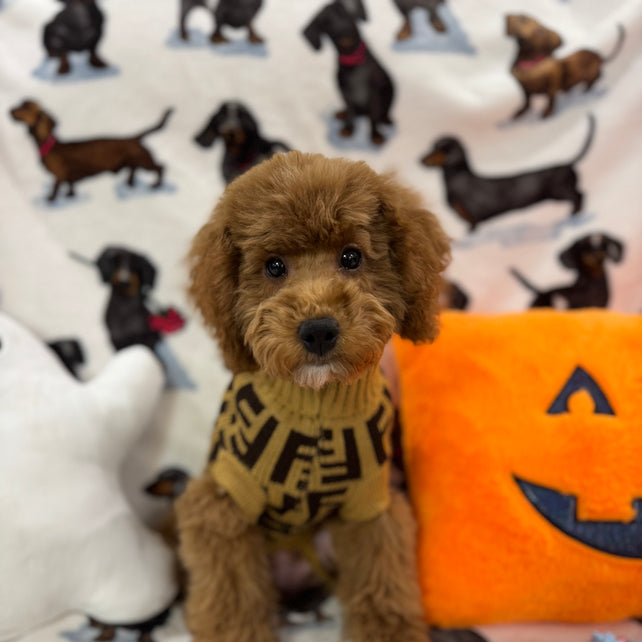 TANGO (Toy Poodle)