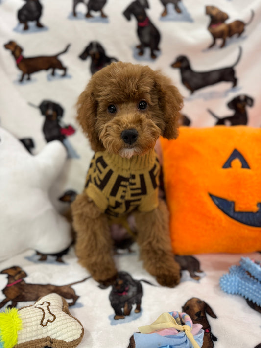 TANGO (Toy Poodle)