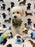 RONNY (Bichon Poodle)