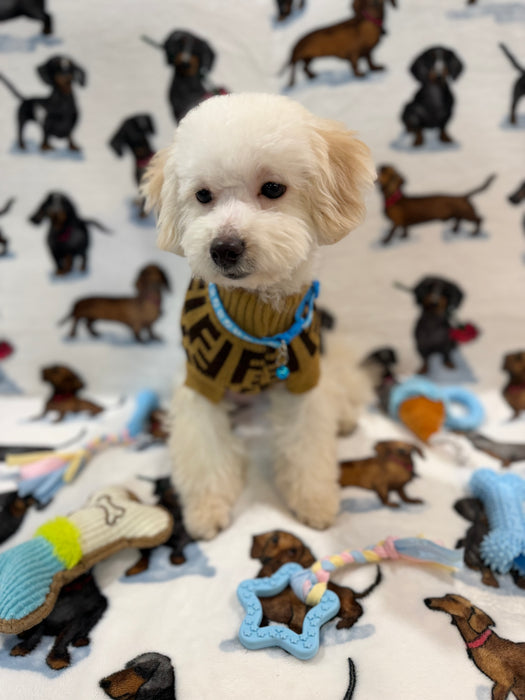 RONNY (Bichon Poodle)