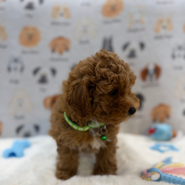 BRUNO (AKC Mini Poodle)