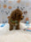BRUNO (AKC Mini Poodle)